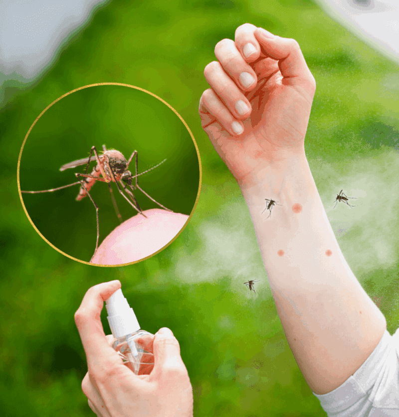 Outdoor-Mosquito-Control-Program-By-ExperiGreen-Lawn-Care